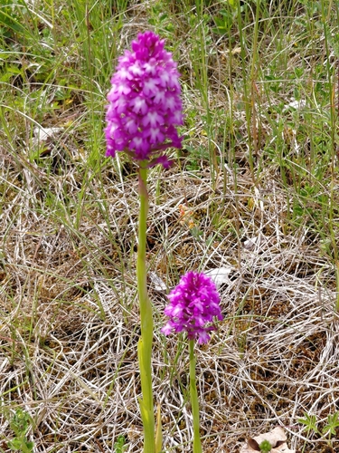 pyramidal orchid