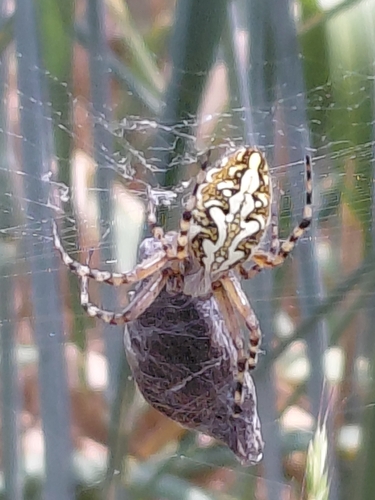Oak Spider