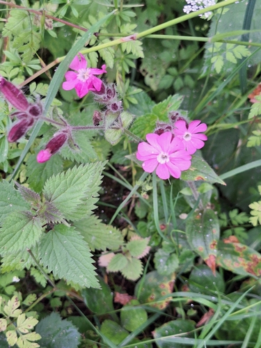 red campion