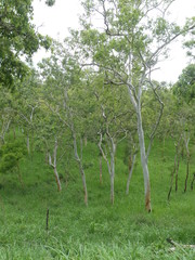 Eucalyptus alba