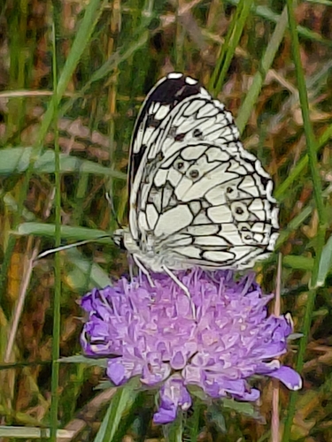 Marbled White