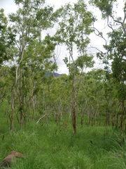 Eucalyptus alba
