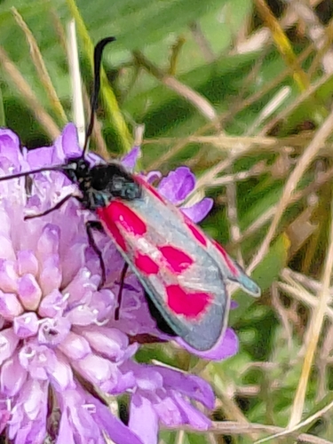 Slender Scotch Burnet