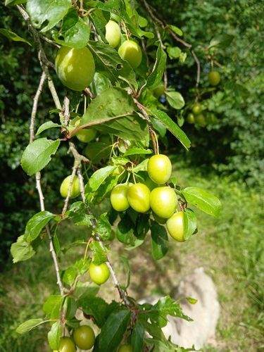 Cherry-plum