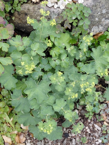 Lady's-mantle (Alchemilla mollis)