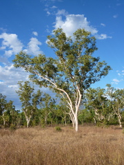 Eucalyptus bigalerita