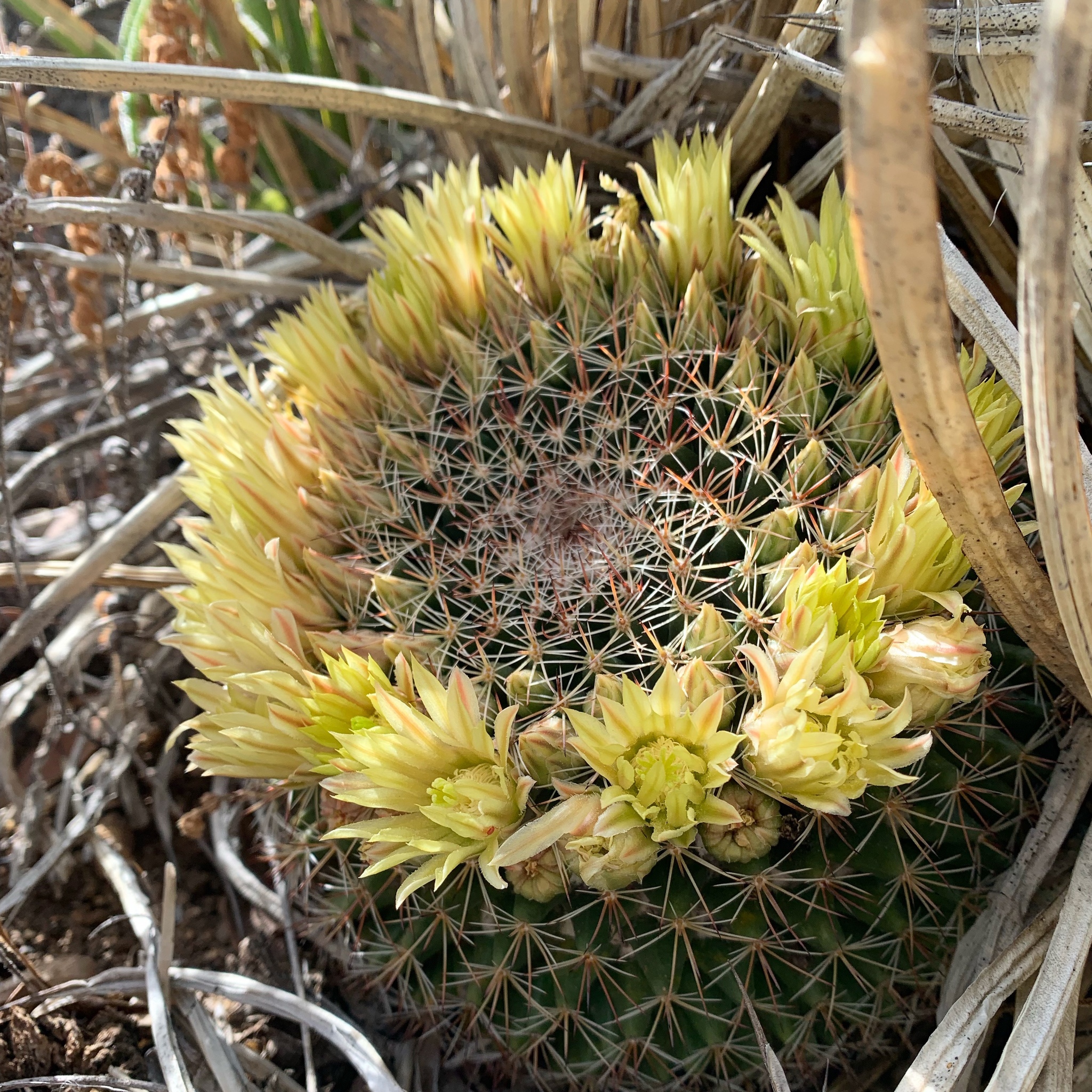 Mammillaria heyderi ssp. macdougalii