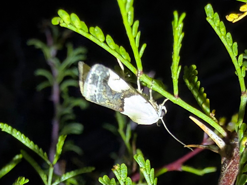 Ponometia cuta