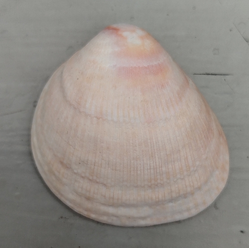 Norwegian Egg Cockle
