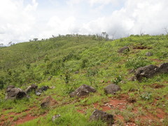 Eucalyptus alba