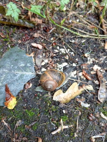 Garden Snail