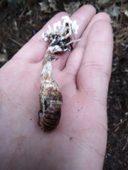 Cordyceps sinclairii