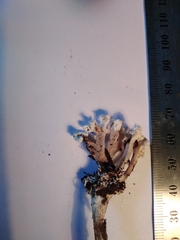 Cordyceps sinclairii