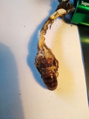 Cordyceps sinclairii