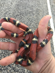 Lampropeltis annulata