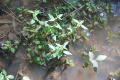 Gratiola virginiana