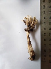 Cordyceps sinclairii