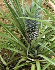 Ananas comosus comosus