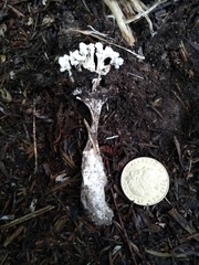 Cordyceps sinclairii