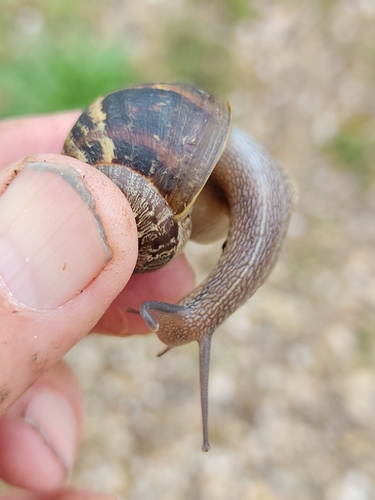 Garden Snail
