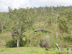 Eucalyptus alba