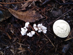 Cordyceps sinclairii
