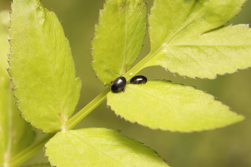 Scirtes hemisphaericus, Velp, Nederland, photo 10 of 10