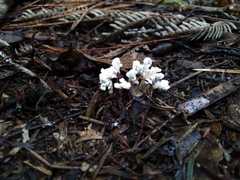 Cordyceps sinclairii