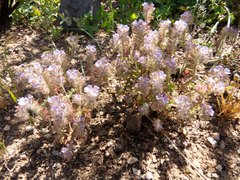 Phacelia cryptantha