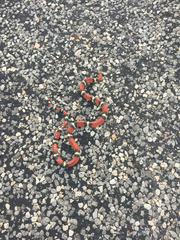 Lampropeltis annulata