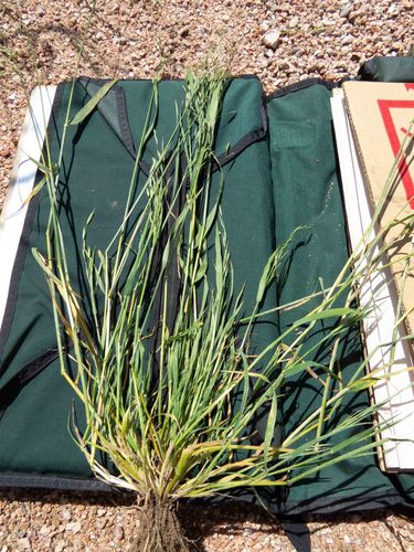 Bromus arizonicus, 2020-04-17