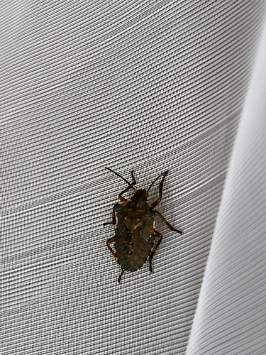 Forest Bug