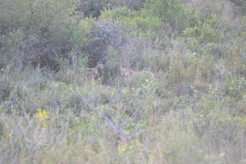 Southern Lion