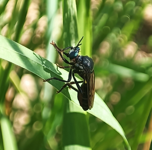 Dioctria atricapilla