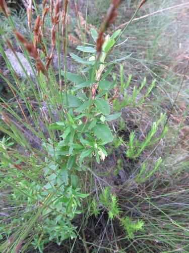Cliffortia pedunculata