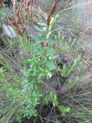 Cliffortia pedunculata