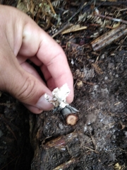 Cordyceps sinclairii