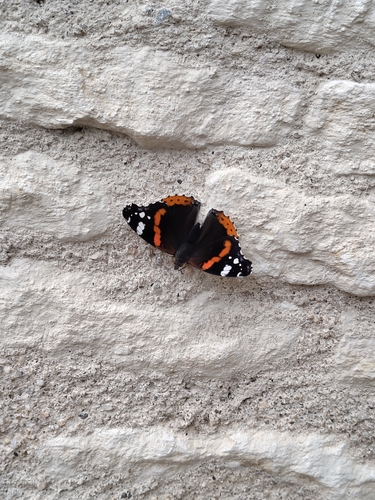 Red Admiral