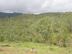 Eucalyptus alba