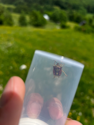 Black-shouldered Shieldbug