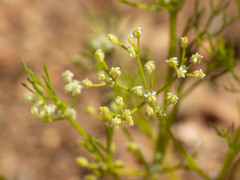 Spermolepis lateriflora