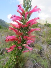 Erica curviflora