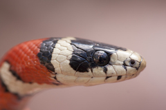 Lampropeltis pyromelana