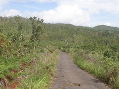Eucalyptus alba
