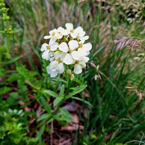 Erysimum witmannii, photograph 6