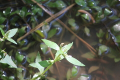 Gratiola virginiana