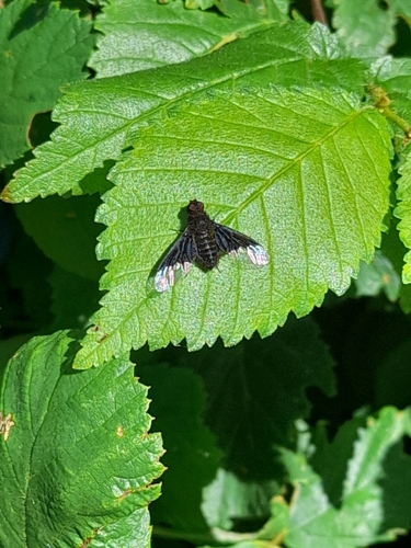 Black Banded Bee Fly