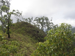 Eucalyptus urophylla