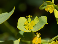Euphorbia schizoloba