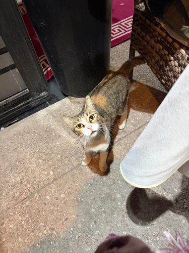 Domestic Cat